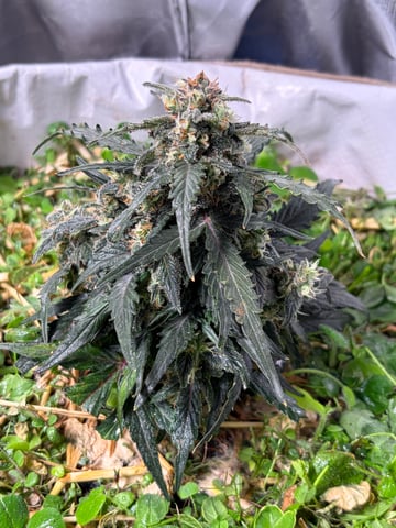 510 First Run! — flower, day 71