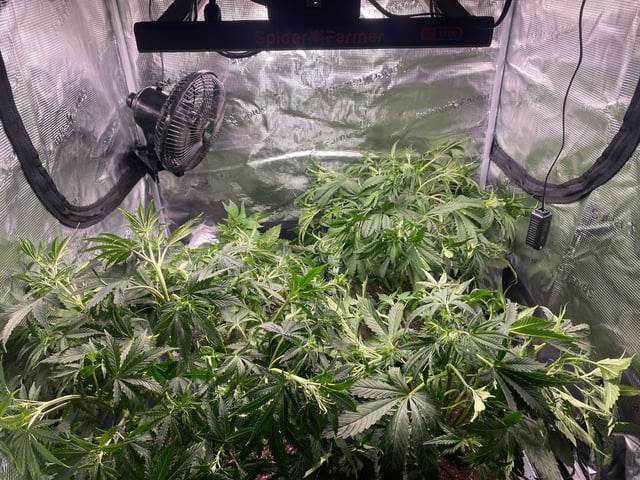 Auto Run #1 2025-2026 — vegetative, day 50