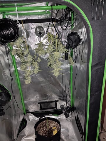 First Grow — harvest, day 72