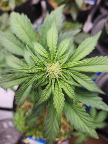 Mephisto Apple Crush in Nature's Living Soil  — vegetative, day 40