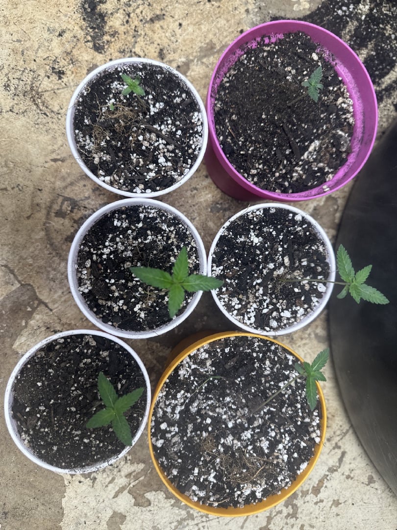 Starting My Own Genetics