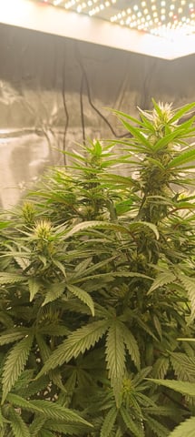 First Time Growing  — flower, day 74