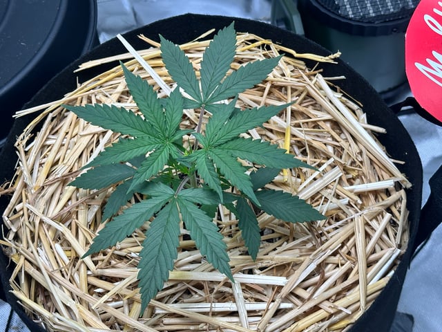 Pine (Auto) 2025 - 0 — vegetative, day 28