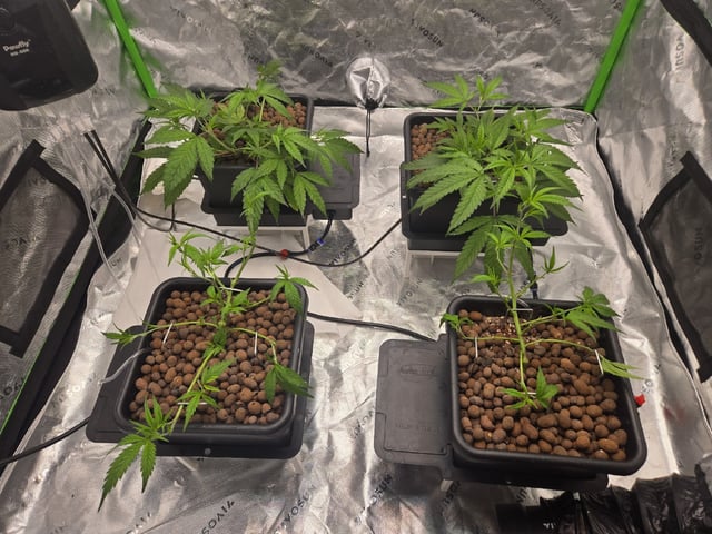 Funk Mountain 2 — flower, day 16