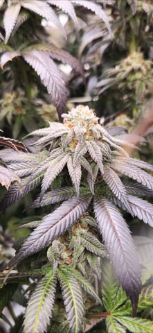 true genetics  — flower, day 87