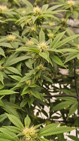 first grow — flower, day 82