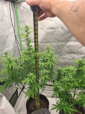 Do Si Dos -Cookies — flower, day 83