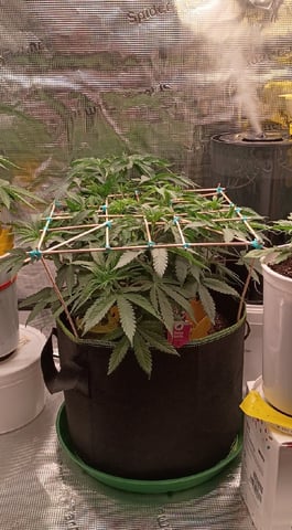 TentPlantLightFan — vegetative, day 50