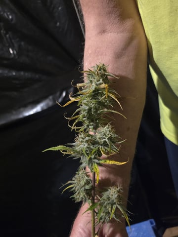 First attempt at planting some seeds — harvest, day 86
