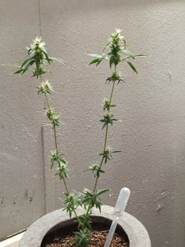 First Grow Sativa — flower, day 59