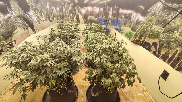 Big Grow #1 — flower, day 1