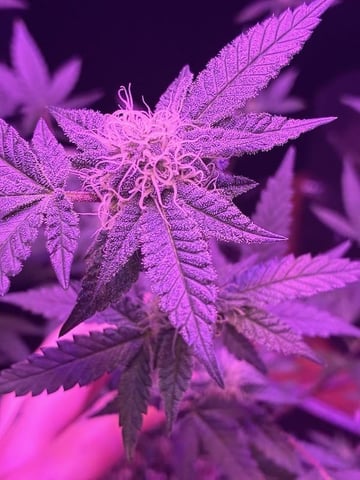 White Widow & Skittlez — flower, day 35