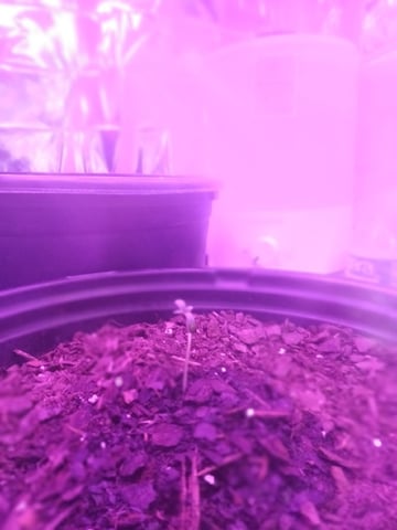Queen Royal Autoflower  — seedling_rooting, day 4