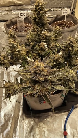 Jelousy Fast(Photo) & Ultra Voilet (Auto) — flower, day 35