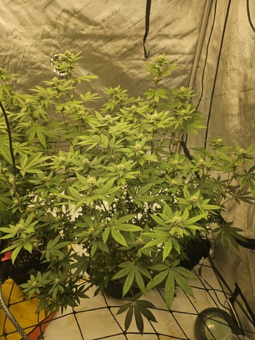 perfect circle/ cherrymac1 X candyland cross  — flower, day 6