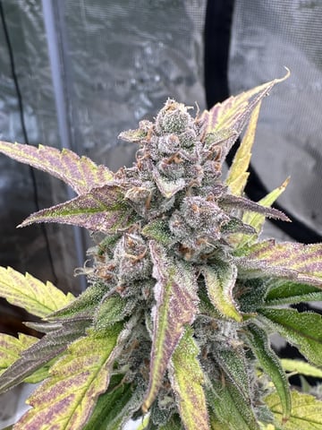 Bannana Jelousy x Guava Auto — harvest, day 94