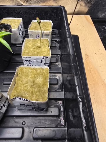 Growing — seedling_rooting, day 10