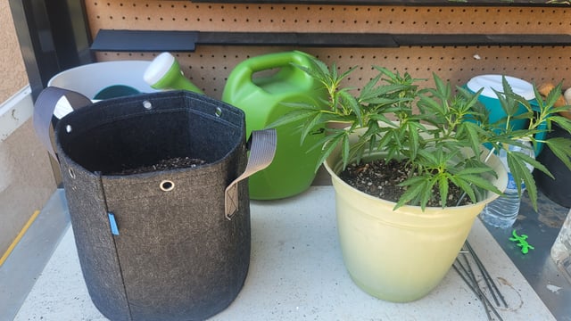 Poison Rainbows — vegetative, day 79