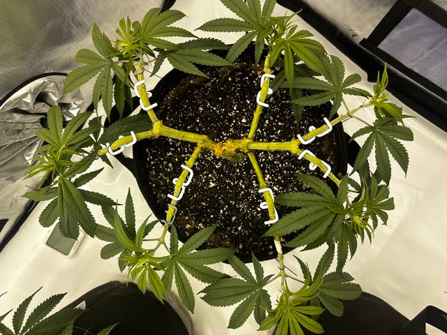 XJ-13 x Pennywise — vegetative, day 36