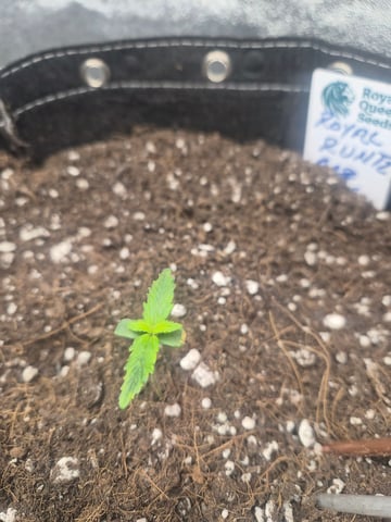 I'll get it right — seedling_rooting, day 12
