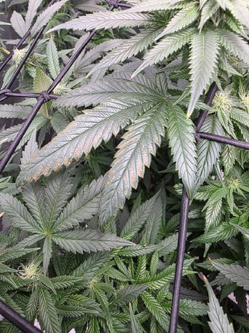 Photo's — flower, day 23