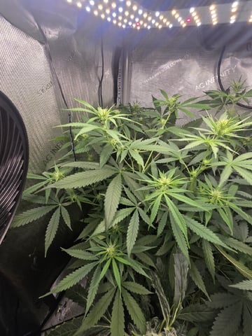 Indoor — flower, day 65