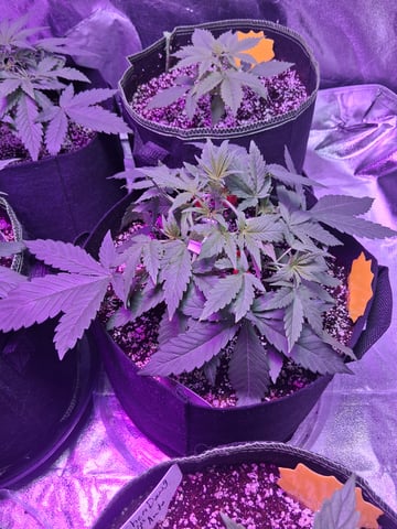 first auto grow — vegetative, day 27