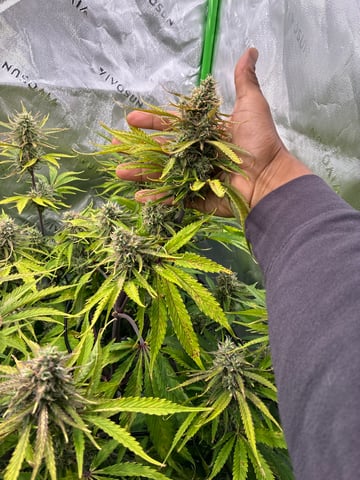 Ztrawberriez (Auto) 2026 - 1 — flower, day 65