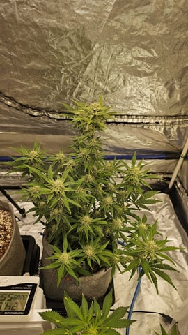 Autos For The Rest Of Winter 🔥🔥😉 — germination, day 19