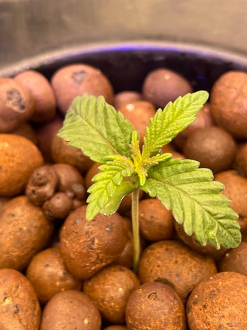 1st Ever Grow (Fat Bastard)(RDWC)  — seedling_rooting, day 15
