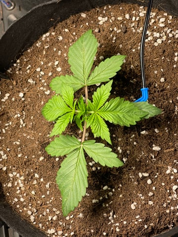 1st Ever Grow (GodFather OG) (Coco) — vegetative, day 18