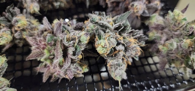 DIY cannatrol dry/curing chamber  — grow_setup, day 49