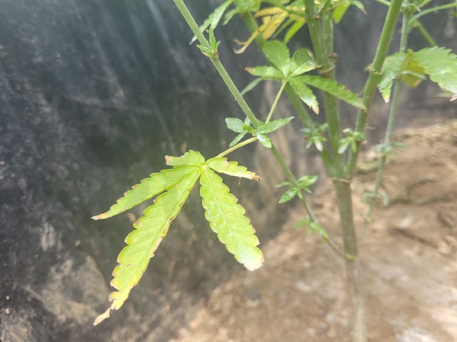 1st Gas — flower, day 57