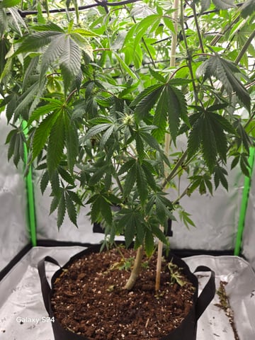 First Time — flower, day 54