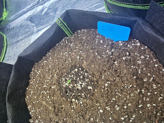 2nd Autoflower Indoor Grow — seedling_rooting, day 5