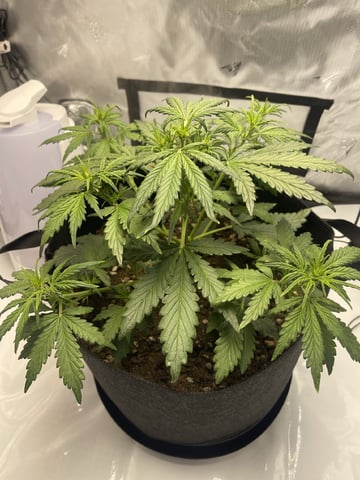 3x3 Grow — flower, day 2