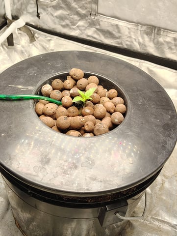 1st grow  — seedling_rooting, day 4