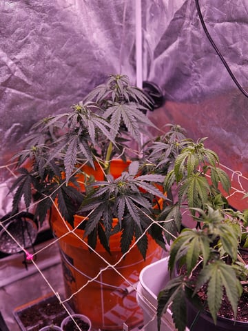 gary poppins — flower, day 51