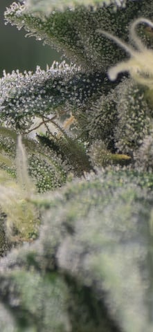 strawberry guava bx — flower, day 15