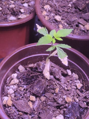 Audrey III — seedling_rooting, day 24