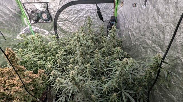Strawberry Cheesecake Seedsman Seeds Autoflowers x2 — flower, day 65