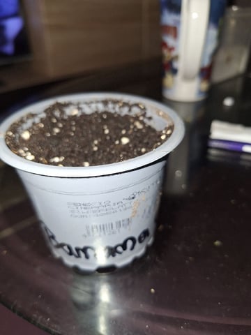 Neustart  — germination, day 5
