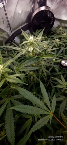 Found my Females... Game On! — flower, day 154