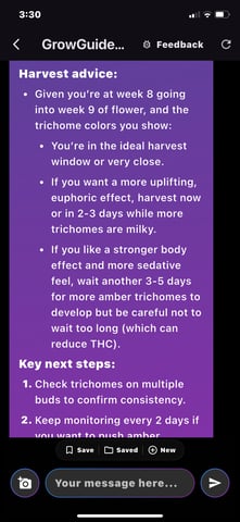 pineapple Express  — flower, day 41