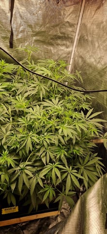 Indigo Saphirex2 And Slush Mint Cake X2 — flower, day 71