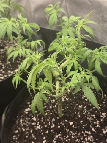 first grow second plant  — flower, day 47
