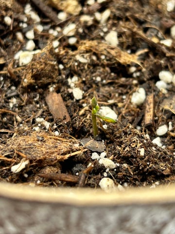 First ever grow — seedling_rooting, day 6
