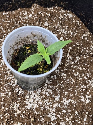 Coco Grow — seedling_rooting, day 17