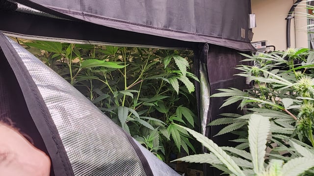 veg tent adventures!