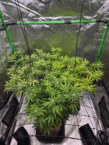 First Grow — flower, day 92